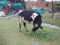 /album/fotogaleria/a486539-492077417476311-366190245-n-jpg/