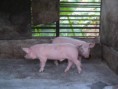 /album/fotogaleria/a521911-492092564141463-1499932993-n-jpg/
