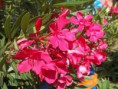 /album/fotogaleria/a539650-492098797474173-1841274240-n-jpg/